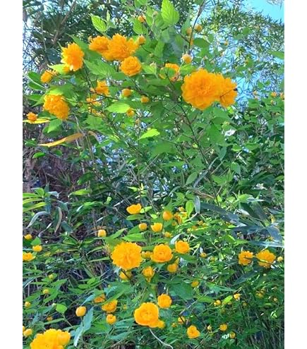 Amazon.co.jp: 苗/苗木 ヤエヤマブキ 樹高0.4m前後 15cmポット 八重山
