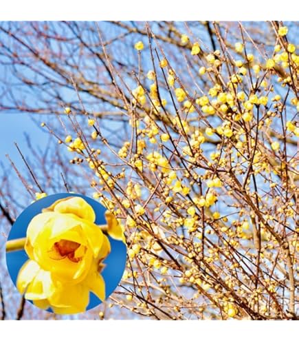 Amazon｜満月蝋梅 （ まんげつろうばい ） 5号鉢植え (2)｜観葉植物