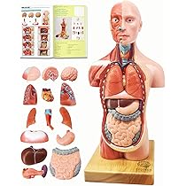 Amazon | [ラーニング リソース]Learning Resources Anatomy