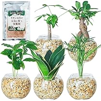 Amazon｜東京寿園 観葉植物 5点セット ハイドロカルチャー 本物 ミニ