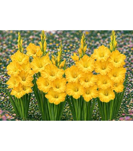 Amazon.co.jp: 初心者さんにも ! 夏の花 クルクマ シャローム 生きて