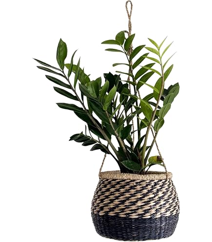 AOBOPO 吊り下げプランター 植木鉢 Amazon.co.jp: AOBOPO 吊り下げプランター アイアン製ハンギング