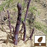 アスパラガス　パープルの種 2袋セット[春、秋まき][野菜タネ] ノーブランド品