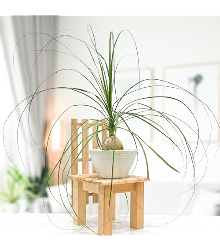 観葉植物　トックリラン　ポニーテール　マヤパーム　ノリナ　マヤツリー　８号鉢 観葉植物 トックリラン ポニーテール マヤパーム ノリナ 徳利蘭