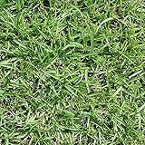 【種 1kg】 センチピードグラス 芝生用 緑化用 緑肥 [播種期：4～7月] 雪印種苗 米S代不