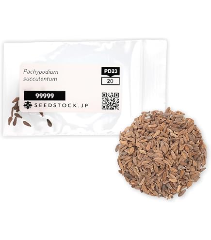 Amazon.co.jp: SEEDSTOCK ディオスコレア エレファンティペス アフリカ