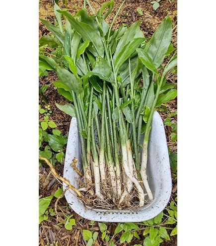Amazon.co.jp: ワラビ 素掘り苗 山菜苗/シダ植物/蕨▽紫桜館山の花屋