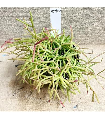 Amazon｜リプサリス ピンクサリー 観葉植物 吊り下げ｜観葉植物