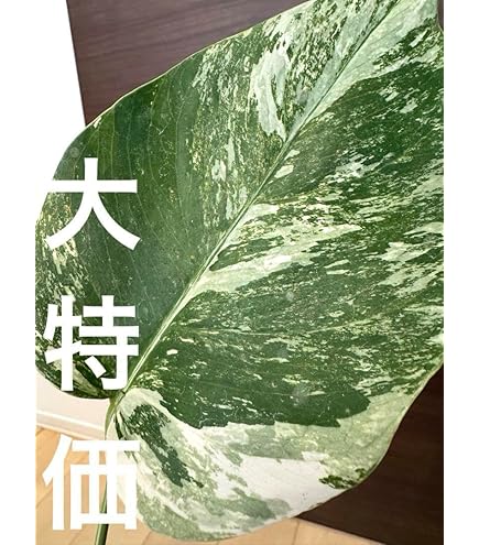 Amazon.co.jp: モンステラ 抜き苗 2株セット : DIY・工具・ガーデン