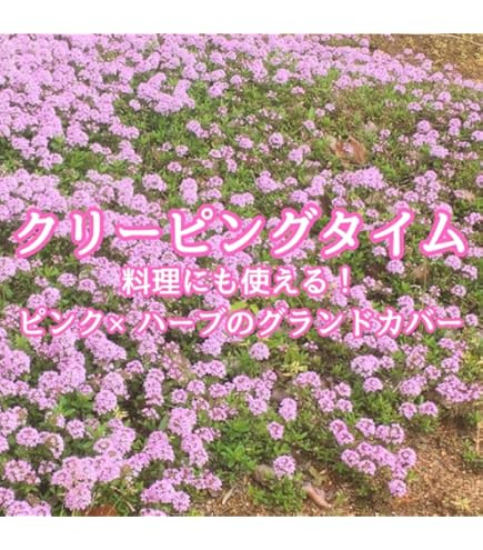 Amazon.co.jp: アオダモの種 50粒 : DIY・工具・ガーデン