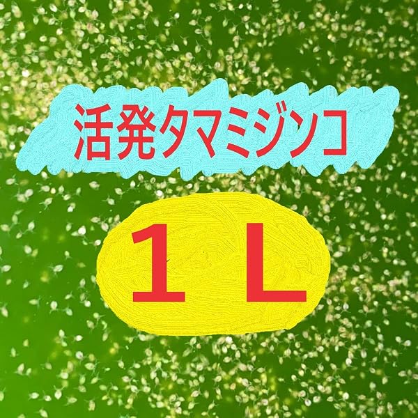 《めだか街道》タマミジンコ生体1L【タマミジンコ生体約1000匹前後】繁殖説明書付き〈生体〉グリーンウォーターに入れて発送 - 1