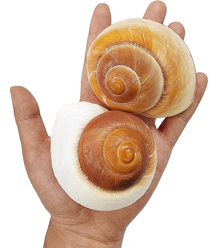 Amazon | SANKO オカヤドカリの宿替え貝がら LL | Sanko | ヘルスケア 通販