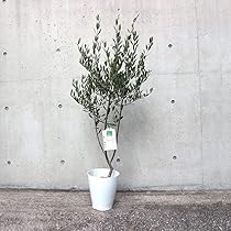 オリーブの木　ミッション　7号　約130cm　NO.561　人気品種　一点物 Mission ミッション／7号／MI-7-001｜オリーブ苗木｜小豆島