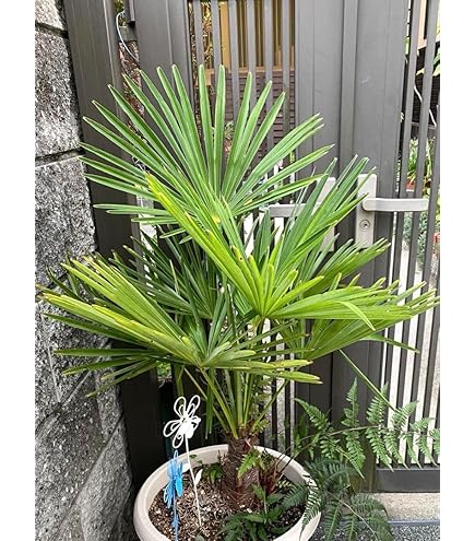 シュロ　トウジュロヤシ　新芽　観葉植物 ヤシ トウシュロの通販 苗木部 By 花ひろばオンライン