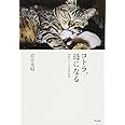 コトラ、母になる: 津軽のネコの四季物語