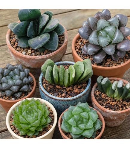 Amazon.co.jp: ハオルチア ブラックオブツーサ 多肉植物 抜き苗 : DIY