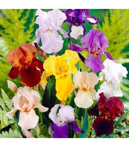 Amazon｜ジャーマンアイリス 球根 1株｜観葉植物 オンライン通販