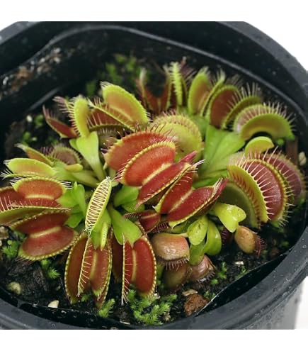 Amazon.co.jp: 大彰園ハエトリソウ赤系癒着系2種セット 食虫植物
