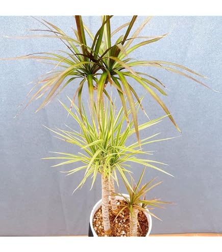 Amazon｜ドラセナ コンシンネ 3色植え 26番 希少 レインボー 観葉植物