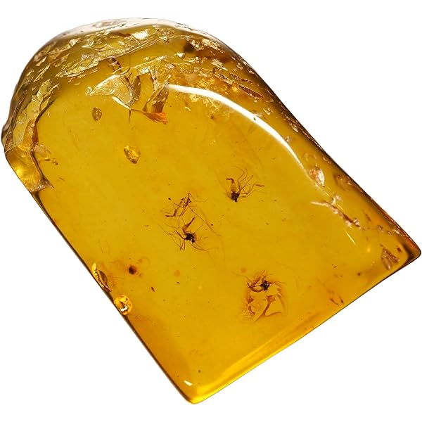 Amazon.co.jp: 【化石専門店 LOLO】 美品 虫入り琥珀 琥珀 化石 本物