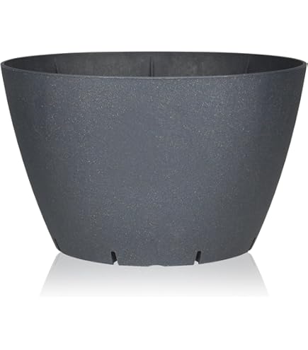 Amazon.co.jp: 大貫弘由岐 作家鉢 植木鉢 陶器鉢 コーデックス 塊根