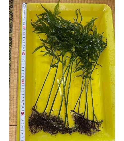 Amazon.co.jp: （水草）ボルビティス ヒュディロティ石付（水中葉