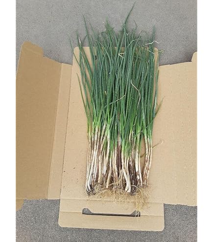Amazon.co.jp: 坊主知らずネギの苗 40本+α : DIY・工具・ガーデン