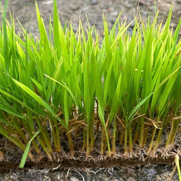 Amazon.co.jp: 種 野菜たね 陸稲種子 陸稲農林24号（うるち） 1袋（0.1