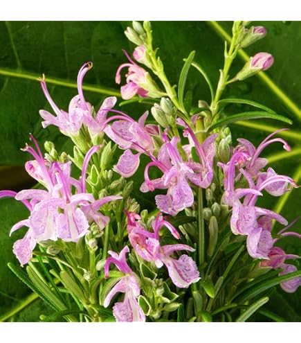 Amazon｜ローズマリー 挿し木苗 4株｜観葉植物 オンライン通販