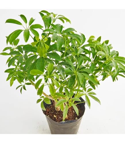 観葉植物　シェフレラムーンドロップ　抜き苗 Amazon.co.jp: シェフレラ ムーンドロップ 抜き苗 小 : DIY・工具