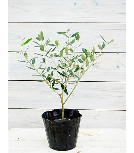 Amazon | オリーブ シプレッシーノ 2年生苗 5寸 1株 寒さに強い