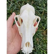 Amazon.co.jp: ウサギ頭蓋骨標本動物骨標本（天然骨質A） (10匹