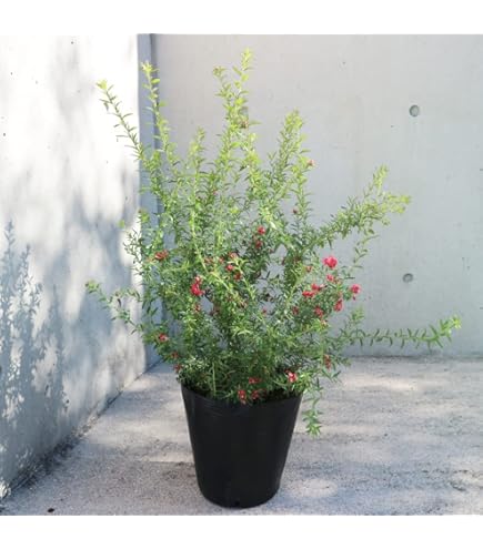 Amazon.co.jp: バンクシア・カレイ 5号ポット : DIY・工具・ガーデン