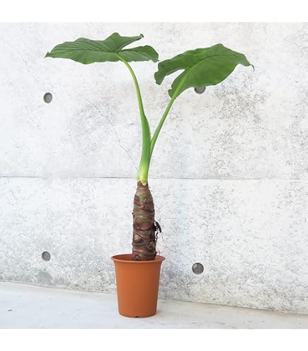 Amazon.co.jp: アロカシア 'フライングスクイード' 2寸 (Alocasia