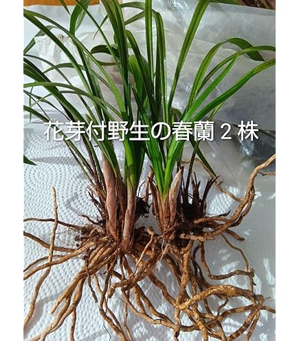 激安特価【天然野生の春蘭＊山採り】ぷっくり元気な花芽が３つ！根っこが超絶ワイルド Amazon.co.jp: 【山野草】 春蘭 （ シュンラン ） 花芽付き 商品番号sr