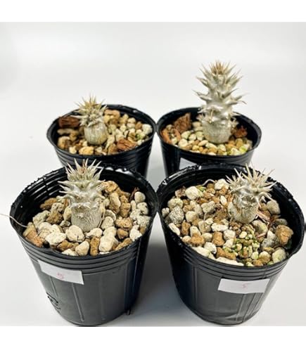 Amazon｜らっきょう竹苗木盆栽1本仕立て｜観葉植物 オンライン通販