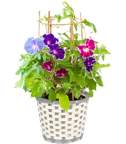 Amazon.co.jp: 花のギフト社 朝顔 あさがお アサガオ 花 鉢植え
