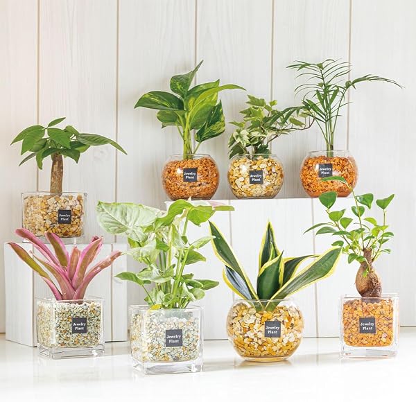 House Plants Small Mini Hydro Culture Zeolite Choose Varieties Mini Ornamental Pakira, Banyan Tree, Sunssuria, Table Palm, Neolegeria, Potos, Ivy (Ivy Beige Zeolite (Square)) - 1