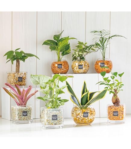 Amazon | 【産地直送】ミニ観葉（ミニ観葉植物セット）1ケース（お得