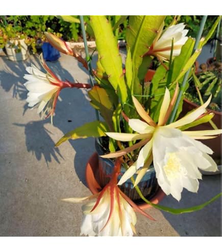 Amazon.co.jp: キンリョウヘン（ 金稜辺 ）5号ロング鉢 今春の花芽まだ