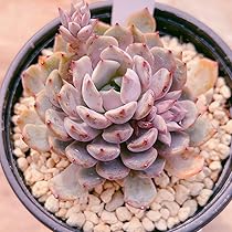 多肉植物　レア　天地　韓国苗 韓国多肉植物 韓国苗 エケベリア Echeveria 62-415 Titubans錦 5
