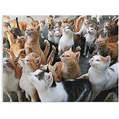 Amazon Co Jp 日本猫 混血猫 猫 いっぱい 可愛い アートパネル 絵画 油絵 インテリア 開放感 壁飾り アートフレーム 色褪せない アートパネル 30 40cm リビングルーム 贈り物 美術室 アートポスター 木枠付き おもちゃ