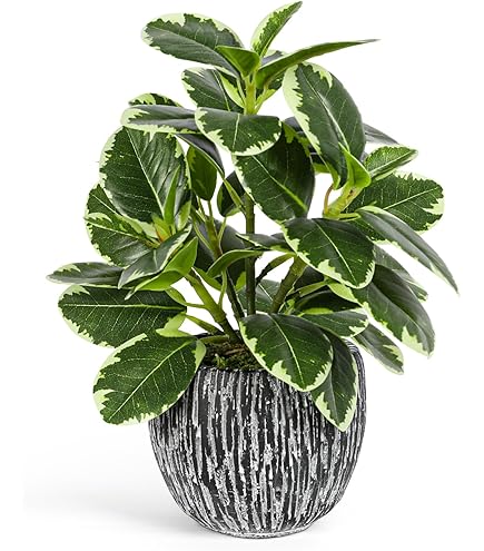 Artificial Plants Potted Real Looking Small Faux Plant With Rustic Black Cement Planter For Kitchen Office Desk Bookshelf Decor Ficus Plant