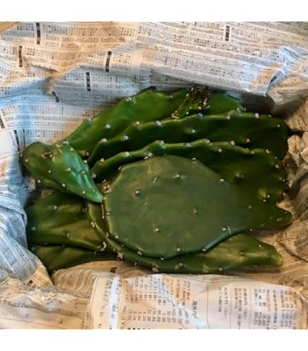 Amazon.co.jp: opuntia tunilla cv.pincel オプンチア ツニラ 小型