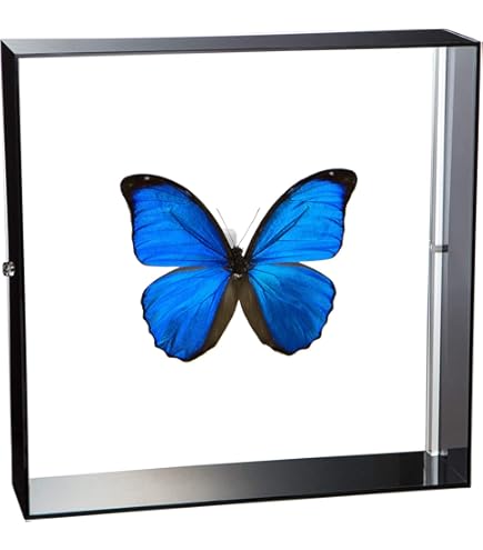 Amazon.co.jp: 蝶の標本 アドニスモルフォ Morpho adonis モルフォ