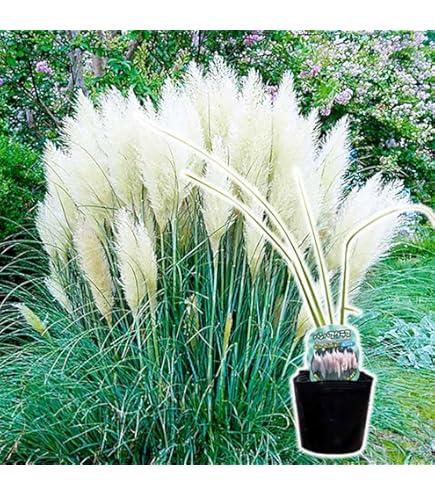 Amazon.co.jp: パンパスグラスピンクフェザー（ピンク花）10.5cmポット