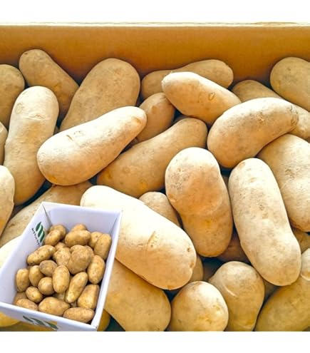 Amazon.co.jp: Vegetable/French Fries Cutter, Potato Cutter, Manual