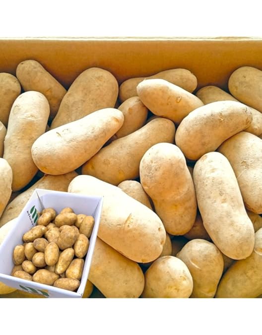 Amazon.co.jp: 訳あり じゃがいも じゃがいも メークイン ポテト