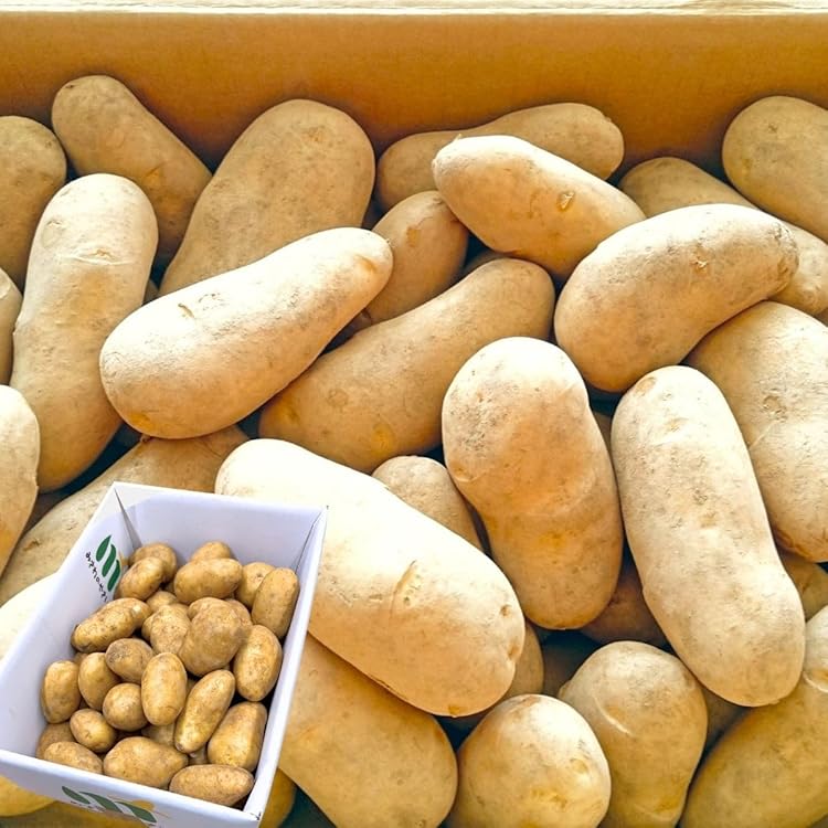 Amazon.co.jp: 訳あり じゃがいも じゃがいも メークイン ポテト