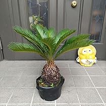 Amazon｜ソテツ蘇鉄 ビッグ株 新葉10枚 観葉植物 インテリア｜観葉植物